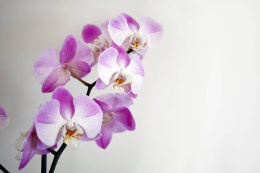 Beyaz arkaplanda pembe orkide çiçekleri. 