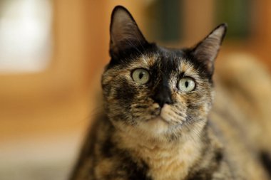 Güzel kedinin yakın plan çekimi. 