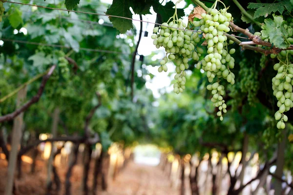 Wijngaard Met Rijpe Druiven — Stockfoto