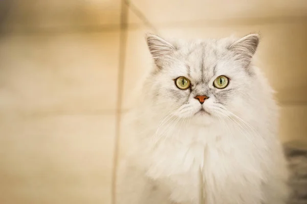 stock image beautiful cat, fluffy pet 