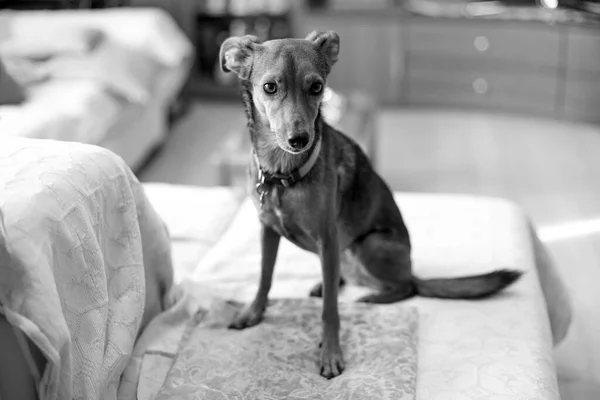 黒と白のかわいい犬のイメージ室内 — ストック写真