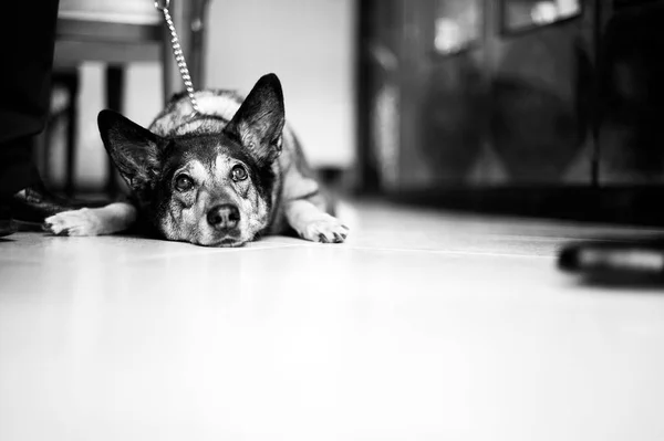 Χαριτωμένος Σκύλος Ξαπλωμένος Στο Πάτωμα — Φωτογραφία Αρχείου