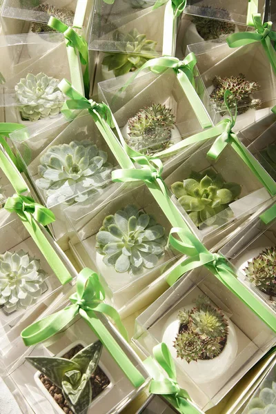 Yeşil Yaprakları Ile Hediye Kutuları — Stok fotoğraf