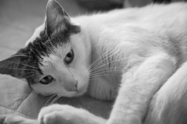 Siyah beyaz kedi odada yerde yatıyor. 