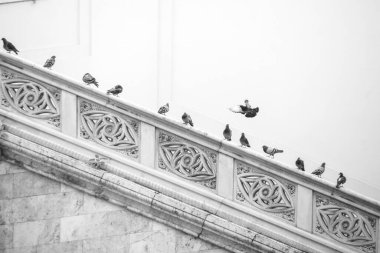 Çatıdaki güvercinler 