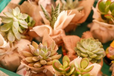 güzel yeşil sulu bitkiler masada 