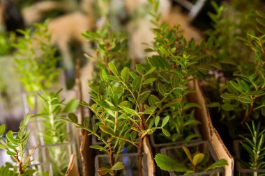 Yeşil bitkilerin seçici bir odak noktası 