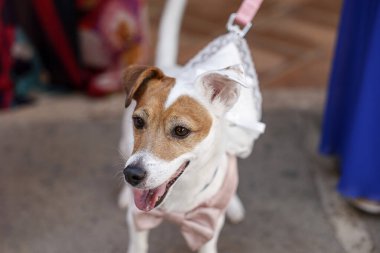 Sokaktaki sevimli köpek. 