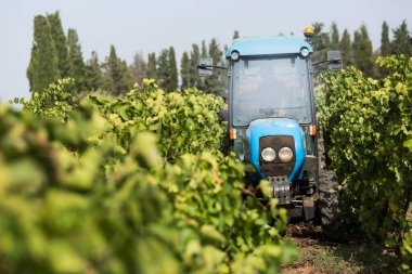 Üzüm bağında hasat. 