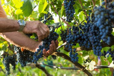 Üzüm bağından üzüm toplayan bir adam. 
