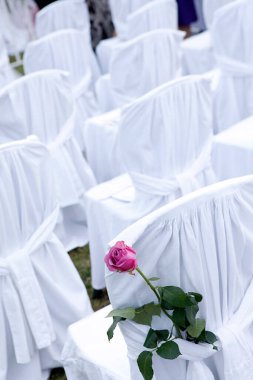 Parktaki bir düğün etkinliğinde sandalyede beyaz ve pembe güller. 