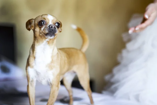 Düğünde Köpek — Stok fotoğraf