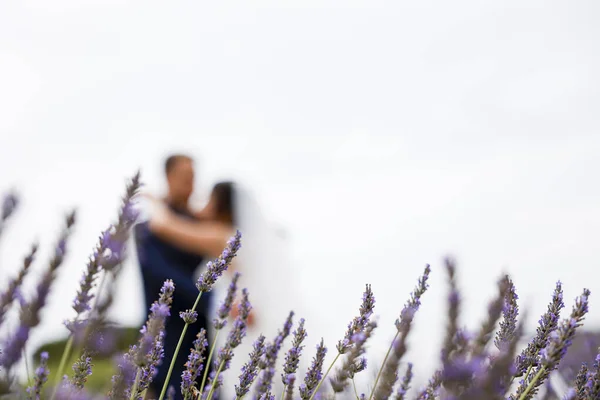 Braut Und Bräutigam Umarmen Sich Lavendel — Stockfoto