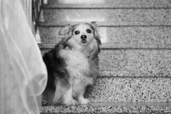 Ένα Σκυλί Στις Σκάλες — Φωτογραφία Αρχείου