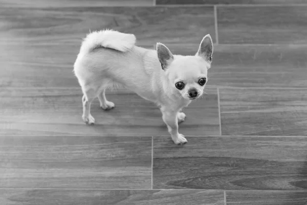 stock image chihuahua in a dog house in a house 