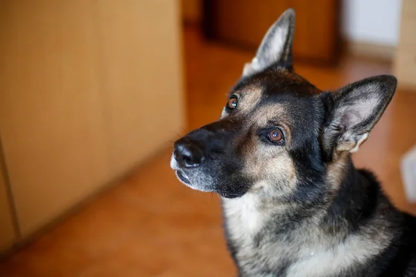 Портрет Милой Собаки Помещении — стоковое фото