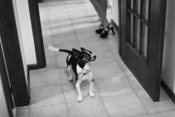 Hund Der Tür Eines Hauses — Stockfoto