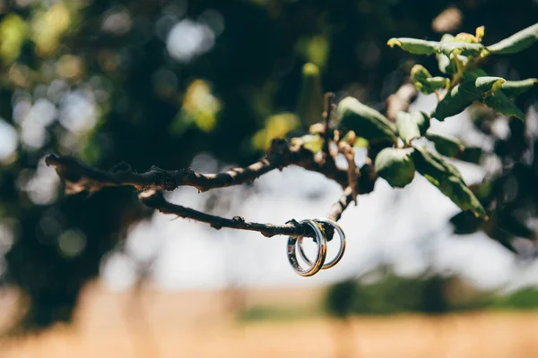 Anéis Casamento Uma Árvore — Fotografia de Stock
