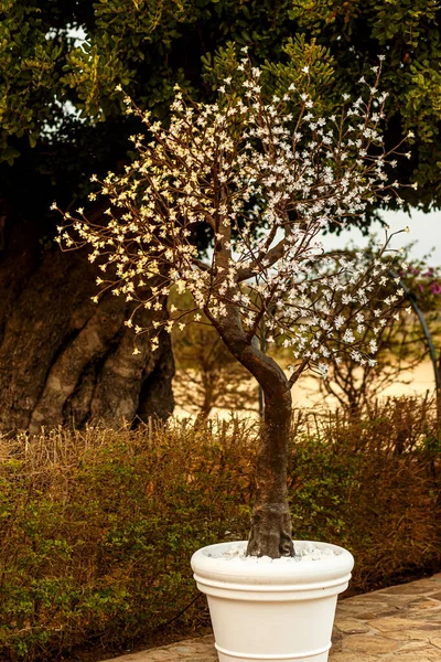 Bílé Květy Stromě — Stock fotografie