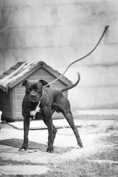 Американская Хулиганская Собака Черно Белом — стоковое фото