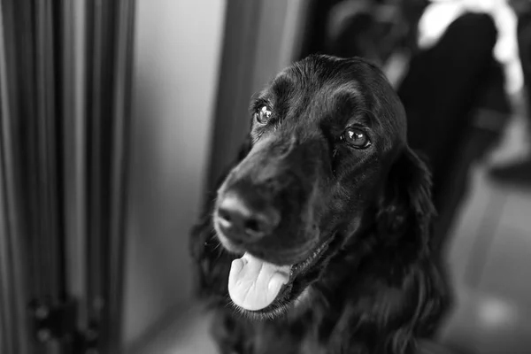 部屋にいる犬の肖像画 — ストック写真