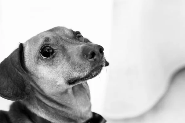 黒と白の可愛い犬 — ストック写真