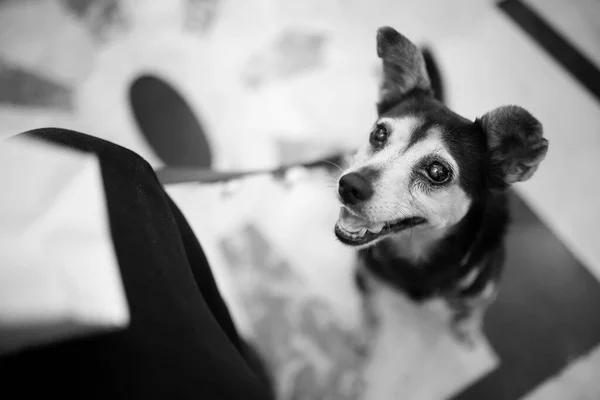 Ασπρόμαυρο Πορτραίτο Σκύλου — Φωτογραφία Αρχείου