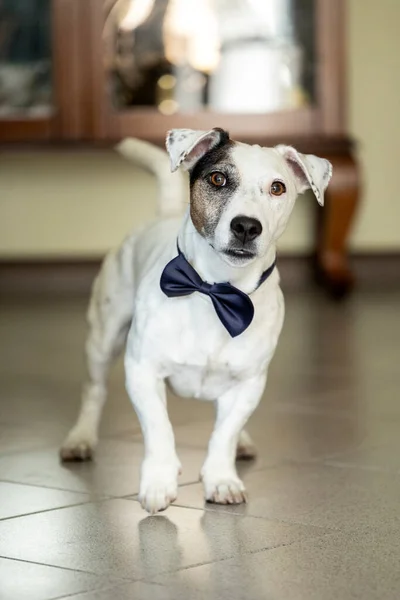 Jack Russell Terrier Kutya Csokornyakkendővel — Stock Fotó
