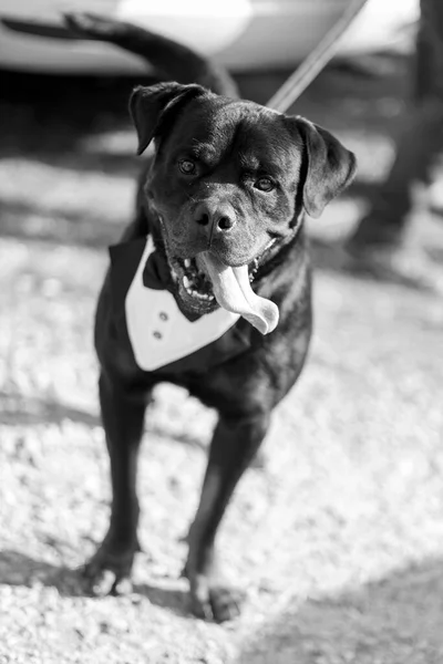 鎖を持った犬 — ストック写真