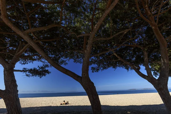 Pijnboom Blauwe Zee — Stockfoto