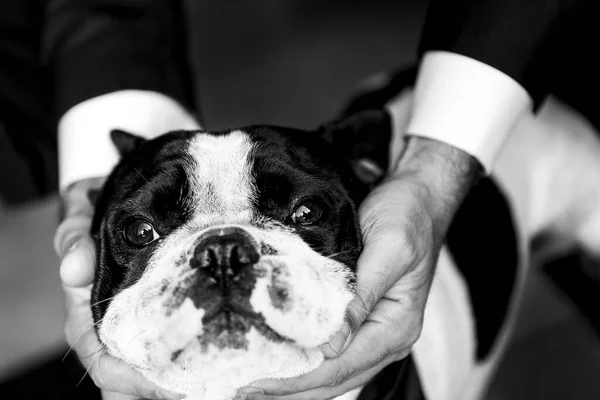手の中の犬 — ストック写真