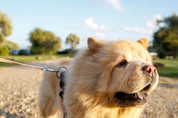 Красивый Снимок Милой Собаки Дороге Парке — стоковое фото