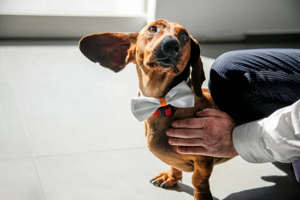 dog in a tie and a bow tie.