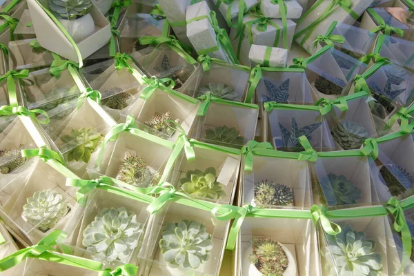 Beaucoup Petits Bourgeons Fleurs Vertes Dans Emballage — Photo