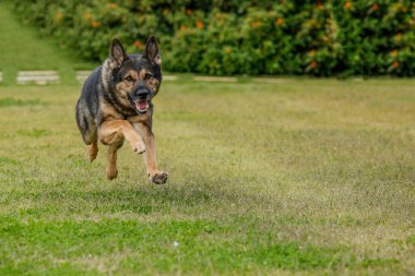 Yeşil çimlerde koşan köpek 