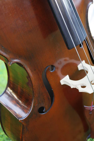 Close Violino Grama Verde — Fotografia de Stock