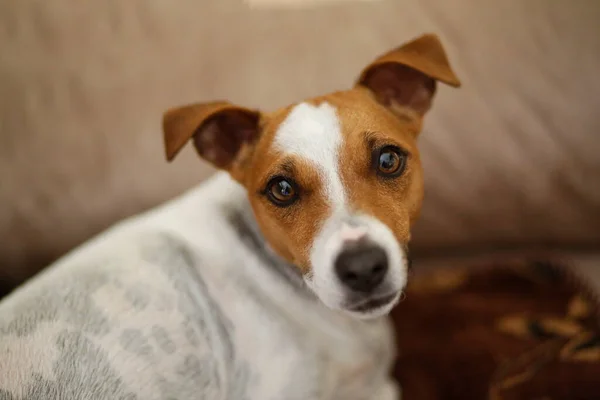 Egy Jack Russell Terrier Kutya Portréja — Stock Fotó