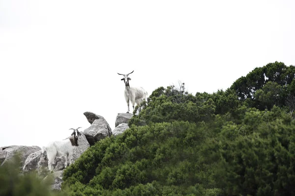 山の中のヤギ2頭 — ストック写真