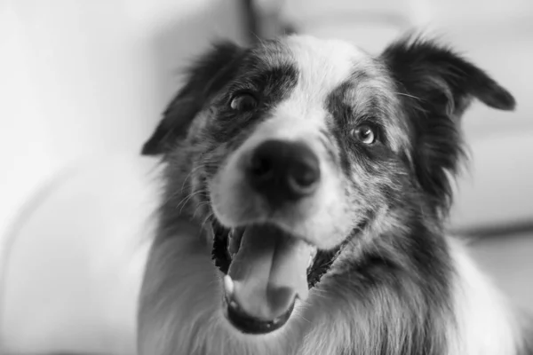 Svart Och Vitt Porträtt Söt Hund — Stockfoto
