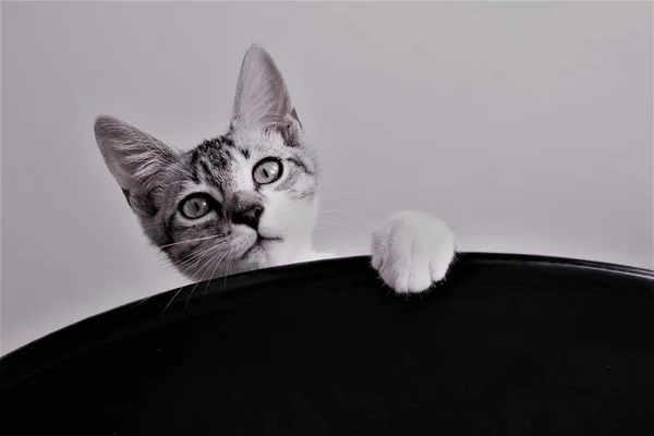 Porträtt Katt — Stockfoto