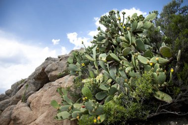 Armut dikenli armut bitkisi gökyüzü arkaplanlı kayaların yanında