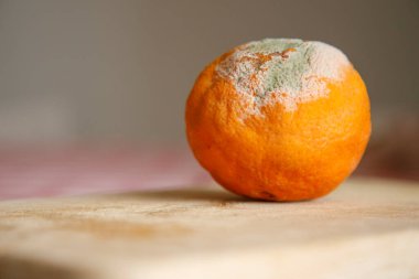 Kareli masa örtüsü olan küflü bir portakal.