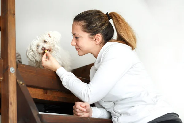 Mujer Con Perro Mesa Con Mascota —  Fotos de Stock
