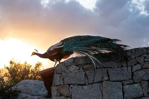 Colorful Peacock Perched Top Roof House Sunset — Stock Photo, Image