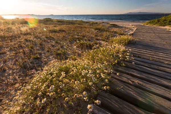 Vacker Strand Med Träspång Vid Soluppgången — Stockfoto