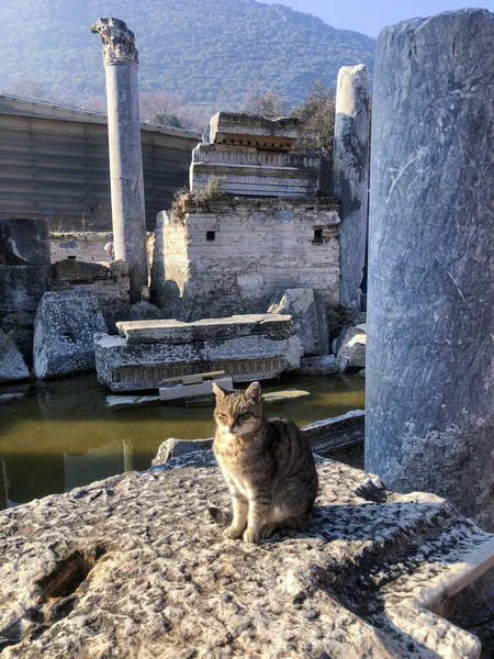 Cat Ancient Stone Ruins Ancient Ruins — Stock Photo, Image