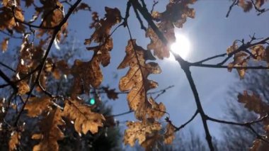 Kuru sonbahar yaprakları mavi bir gökyüzünde rüzgarda hareket eder ve ışığa karşı parlayan bir güneş