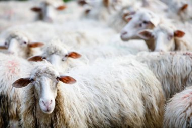  Koyun tarlasında koyun.