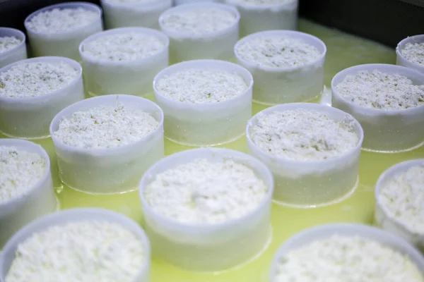 工場で新鮮な白チーズを生産し — ストック写真