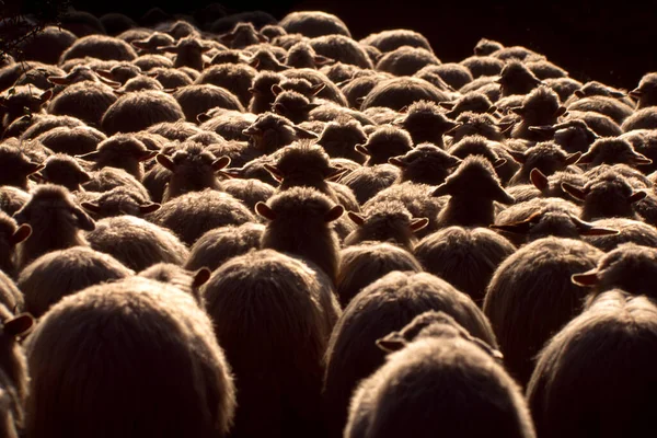 Овцы Горах Севера — стоковое фото